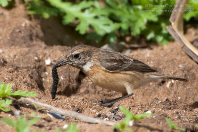 European Stonechat (Saxicola rubicola)