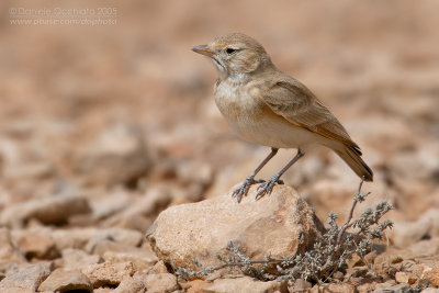 Bar-tailed Desert Lark (Ammomanes cincturus arenicolor)