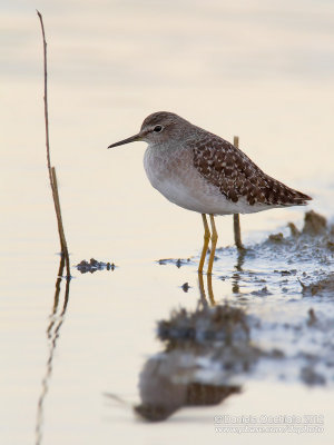 Wood Sandpiper (Tringa glareola)