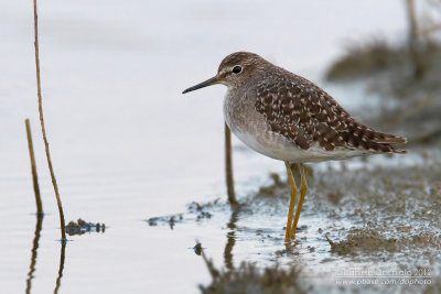 Wood Sandpiper (Tringa glareola)