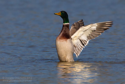 Mallard (Anas platyrhynchos)