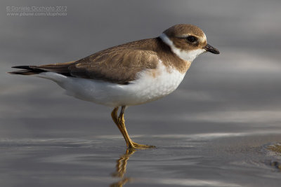 Common Ringed Plover (Charadrius hiaticula)