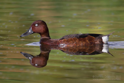 Ferruginous Duck (Aythya nyroca)