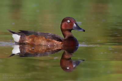 Ferruginous Duck (Aythya nyroca)