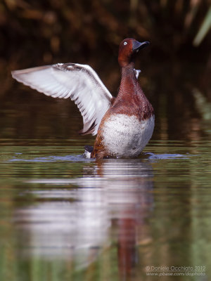 Ferruginous Duck (Aythya nyroca)