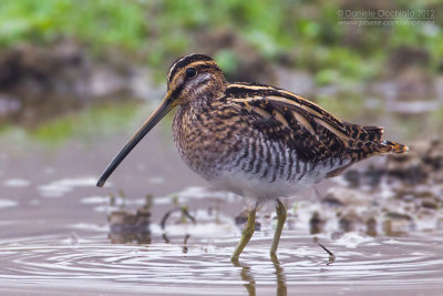 Common Snipe (Gallinago gallinago)