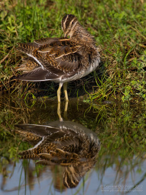 Common Snipe (Gallinago gallinago)