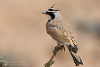 Temminck's Lark (Eremophila bilopha)