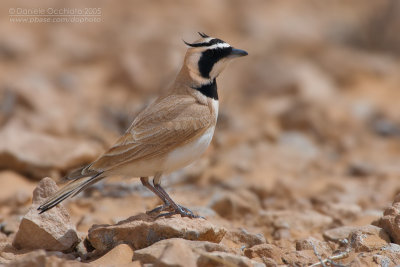 Temminck's Lark (Eremophila bilopha)