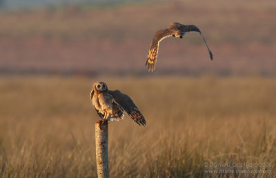 Marsh Owl (Asio capensis tingitanus)