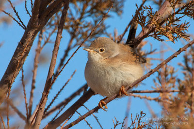 Tristram's Warbler (Sylvia deserticola)