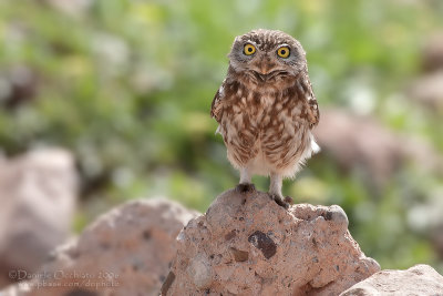 Little Owl (Athene noctua)