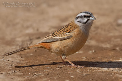 Rock Bunting (Emberiza cia)