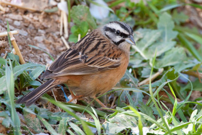 Rock Bunting (Emberiza cia)