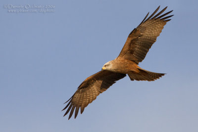 Black Kite (Milvus migrans)