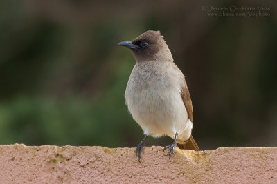 Common Bulbul (Pycnonotus barbatus)