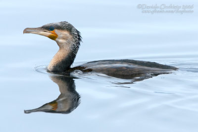 Moroccan Great Cormorant (Phalacrocorax carbo ssp maroccanus)