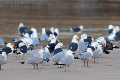 Audouin's Gull (Larus audouinii)