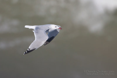 Audouin's Gull (Larus audouinii)