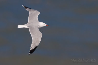 Audouin's Gull (Larus audouinii)