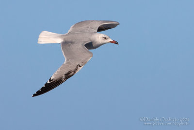 Audouin's Gull (Larus audouinii)