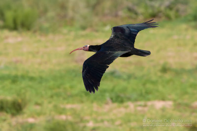 Bald Ibis (Geronthicus eremita)