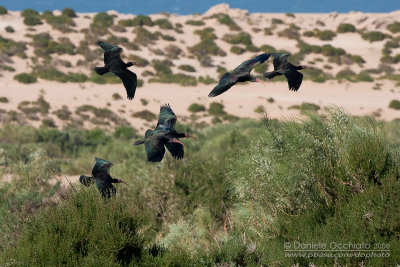 Bald Ibis (Geronthicus eremita)