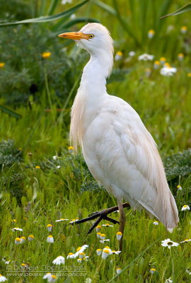 Cattle Egret (Bubulcus ibis)