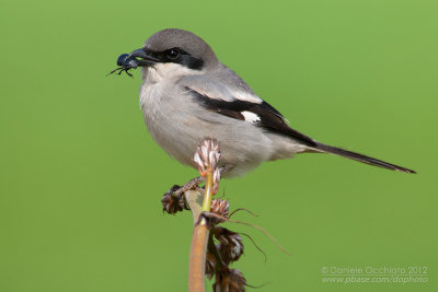 Southern Great Grey Shrike (Lanius meridionalis ssp algeriensis)