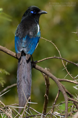 Maghreb Magpie (Pica mauritanica)