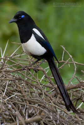 Maghreb Magpie (Pica mauritanica)