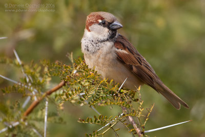 House Sparrow (Passer domesticus ssp tingitanus)