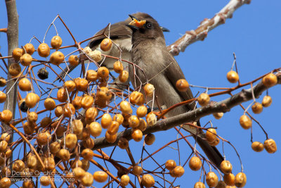 Common Bulbul (Pycnonotus barbatus)