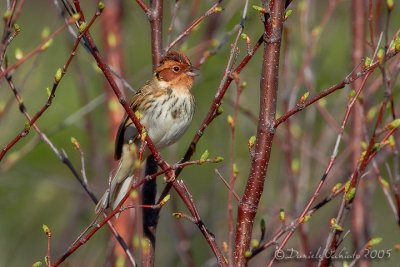 Little Bunting (Emberiza pusilla)