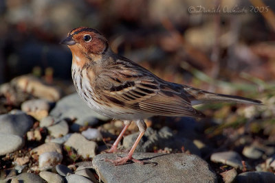 Little Bunting (Emberiza pusilla)