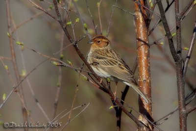 Little Bunting (Emberiza pusilla)