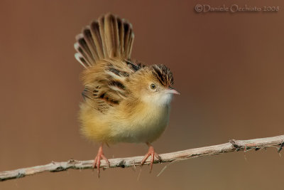 Zitting Cisticola (Cisticola juncidis)