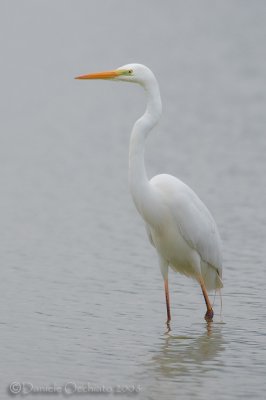 Great White Egret (Casmerodius albus)