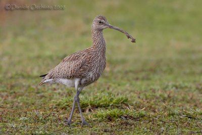 Eurasian Curlew (Numenius arquata)