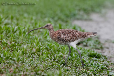 Eurasian Curlew (Numenius arquata)