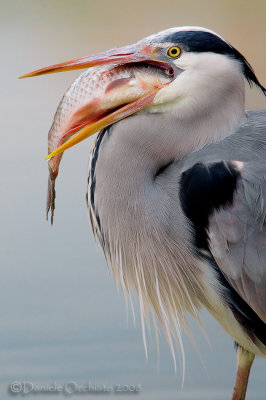 Grey Heron (Ardea cinerea)