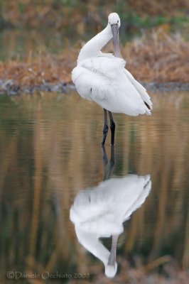 Spoonbill (Platalea leucorodia)