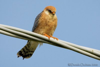 Red-footed Falcon (Falco vespertinus)