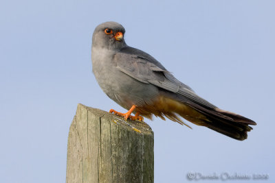 Red-footed Falcon (Falco vespertinus)