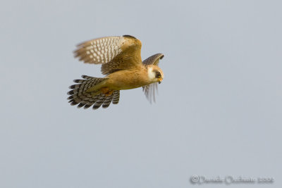 Red-footed Falcon (Falco vespertinus)