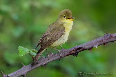 Melodious Warbler (Hippolais polyglotta)