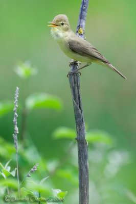 Melodious Warbler (Hippolais polyglotta)