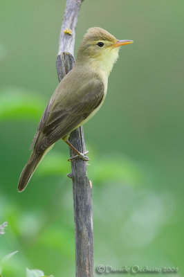 Melodious Warbler (Hippolais polyglotta)