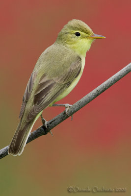 Melodious Warbler (Hippolais polyglotta)