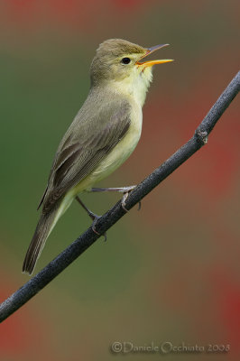 Melodious Warbler (Hippolais polyglotta)